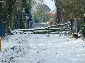 Baum über der zukünftigen Gleisanlage